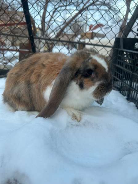 Французский баран в Средней Ахтубе