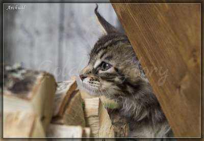 Котята породы мейн кун в Якутске фото 8