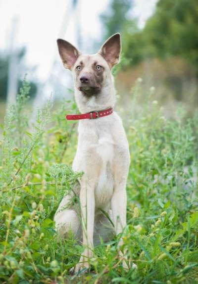 Отдам даром Собака в добрые руки в Санкт-Петербурге