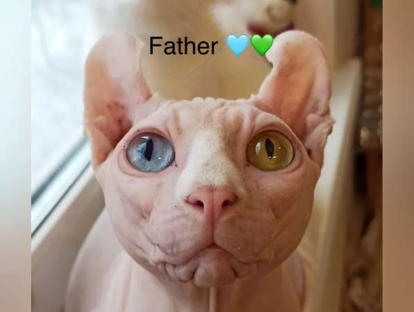 Канадский сфинкс