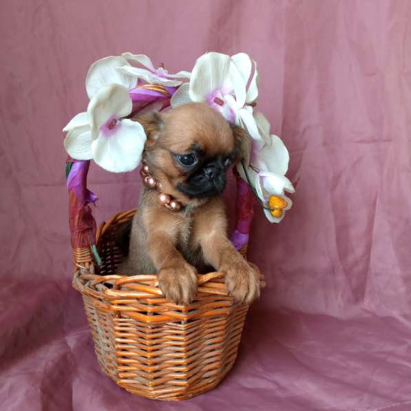 Девочка пти-брабансон в Москве фото 3