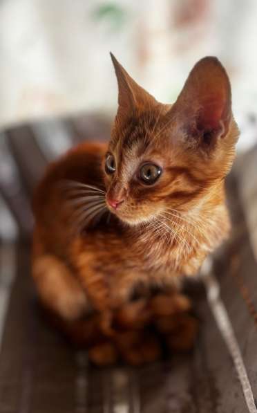 Котенок апельсиновый в фото 3