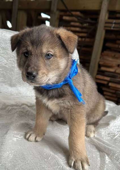 Щeнки-мeдвeжатa в добрые руки! в Москве