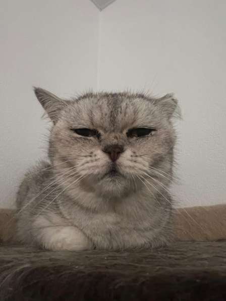 Британская шиншилла Дуся в дар в Москве
