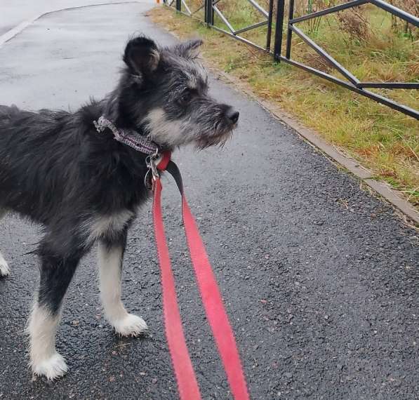 Маленькая собачка-домовёнок в Санкт-Петербурге фото 7