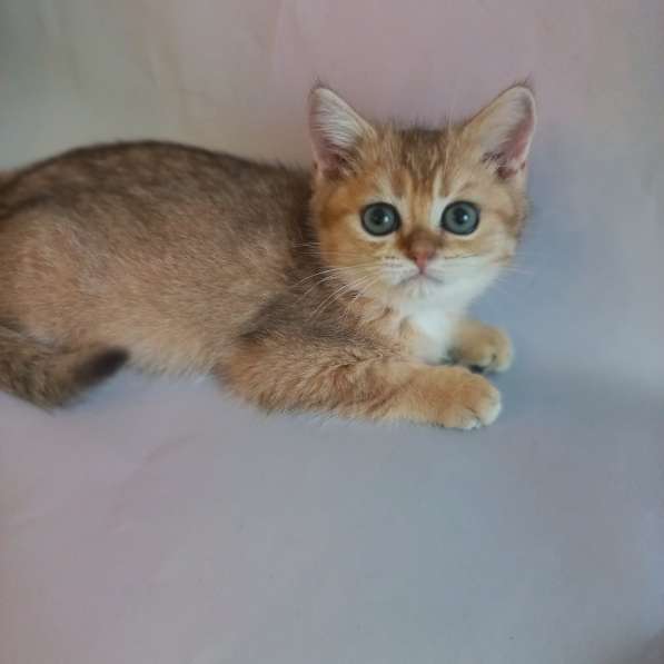 Шотландские котята золотая шиншилла в Краснодаре фото 4