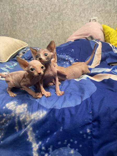 Канадский сфинкс в Твери фото 5