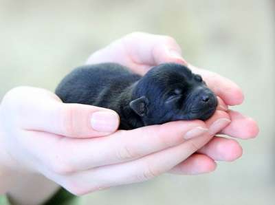 Шипперке щенки из питомника в Москве фото 14