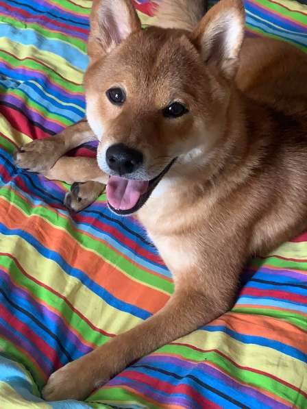 Вязка Сиба-Ину кобель в Орехово-Зуево фото 3