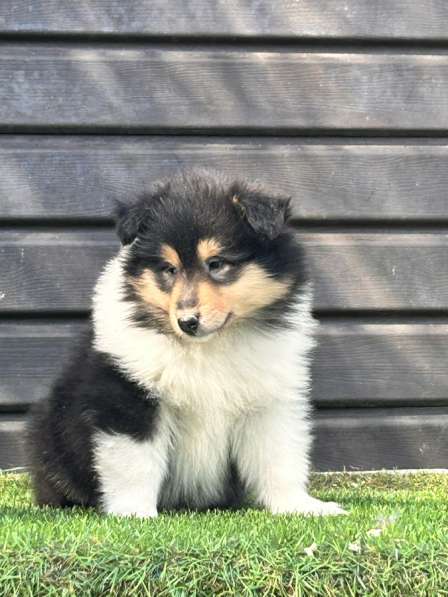 Щенок колли