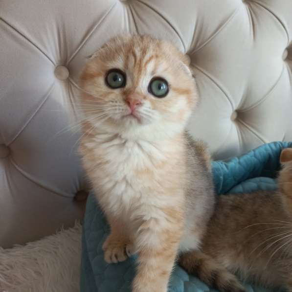 Вислоухие котята