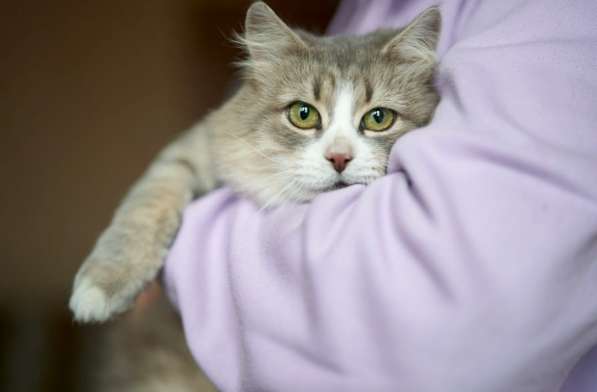 Шикарная кошка ищет дом