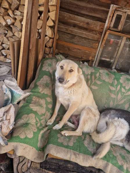 Щенки бесплатно в добрые руки в Екатеринбурге