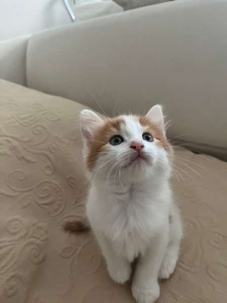 Котята полукровки с турецкой ангорой в Звенигороде фото 3