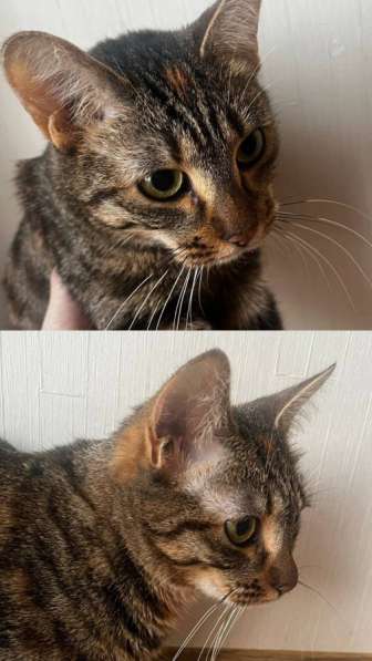 Отдам даром кошку в Сургуте