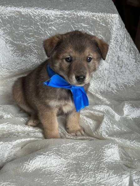 Щeнки-мeдвeжатa в добрые руки! в Москве фото 6