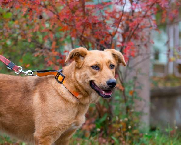 Мягкая и послушная молодая собака ищет дом в Санкт-Петербурге
