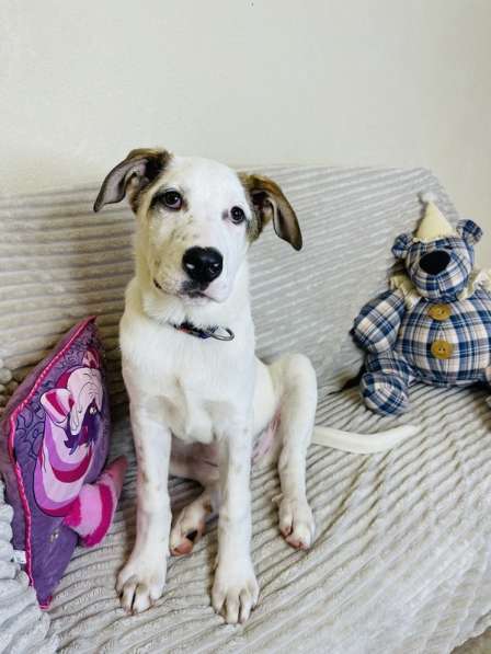 Белый щенок Серкан в добрые руки в Москве фото 9