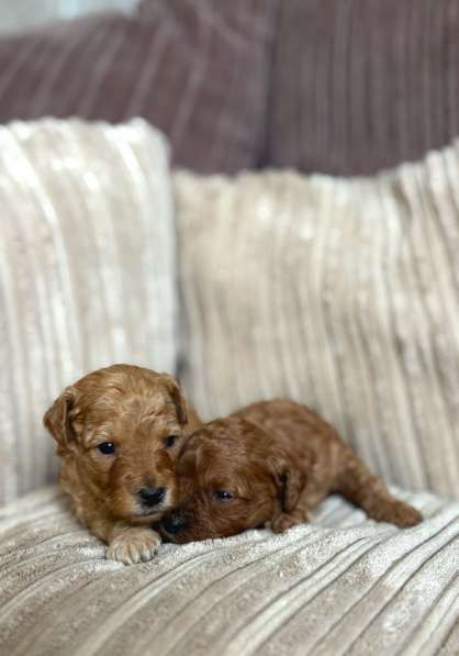 Щенки той-пуделя в Москве фото 10