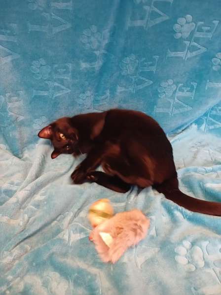 Весёлая чёрная кошечка с добрым сердцем в Санкт-Петербурге фото 5