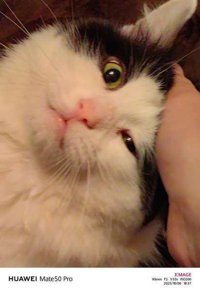 Кот Феликс в добрые руки в Саратове фото 3