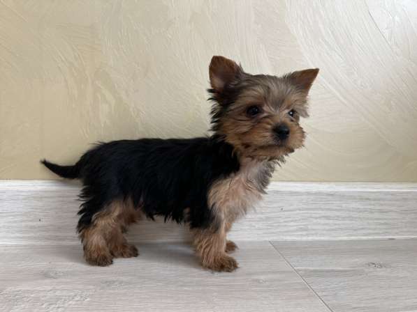 Йоркширский терьер мини