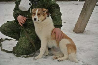 собака в Великом Новгороде фото 3
