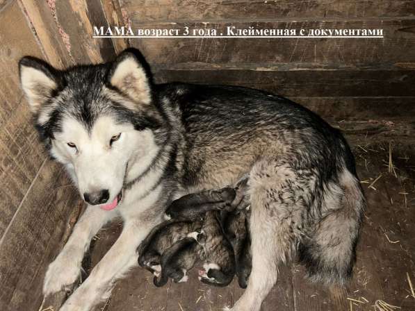 Продам щенков аляскинского маламута, без документов в Междуреченске