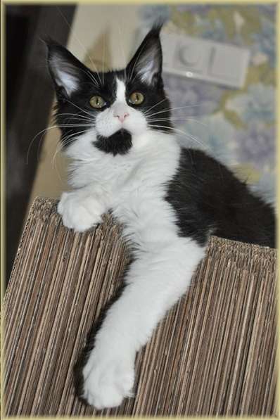 Котята Мейн-кун из питомника с документами в Санкт-Петербурге фото 3