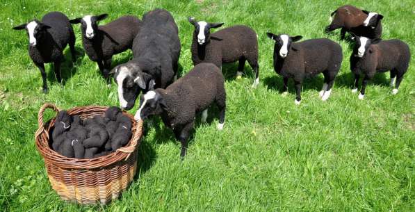 Племенные овцы Цвартблес (Скот из Европы класса Элита) в фото 5