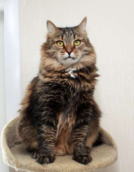 Кот в добрые руки. Сибирячок Стёпа в Калуге фото 16