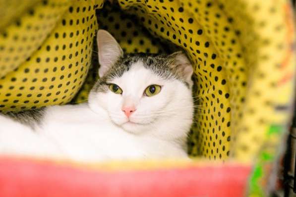 Скоро ли Миссис встретит своего хозяина