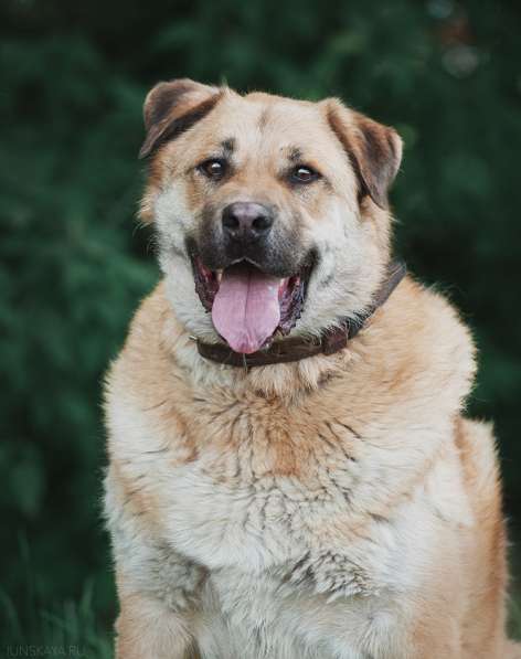 Кохинор ищет семью в Москве фото 58