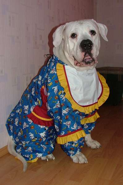 Индивидуальный пошив одежды для собак в Екатеринбурге фото 3