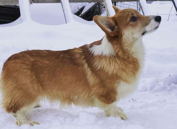 Вельш корги пемброк мальчик 8 мес