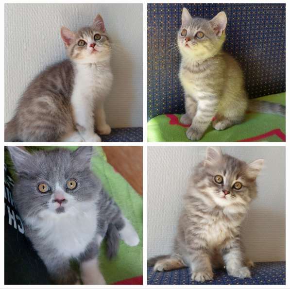 Котята Британской короткошерстной породы в фото 11