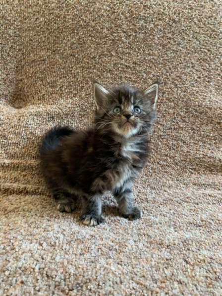 Мейн Кун в Красноярске фото 6