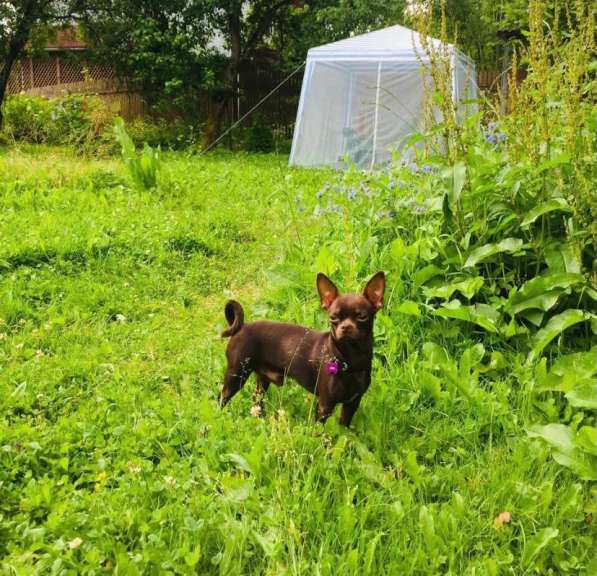 Продам собачку