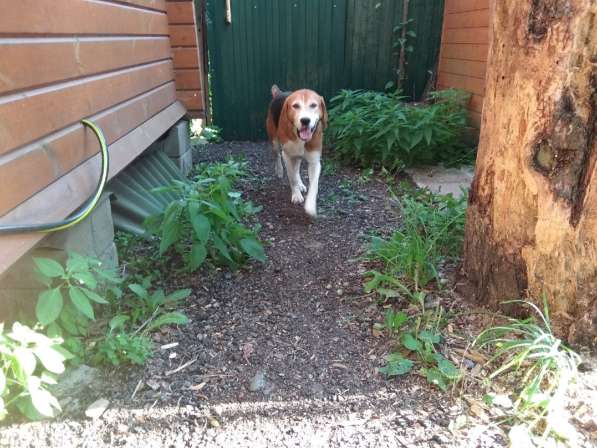 Эстонская гончая в дар в Москве фото 3