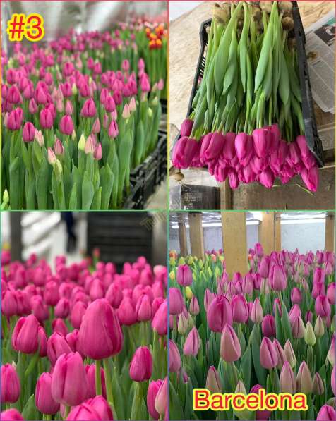 Принимаем заказы на тюльпаны к 14 февраля и 8 марта в фото 14