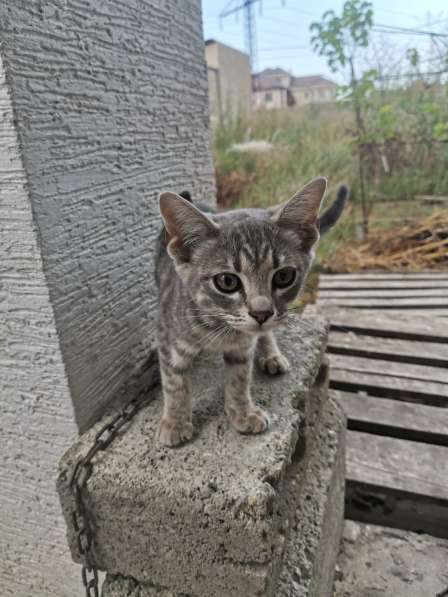 Котенок ищет дом! в Новороссийске