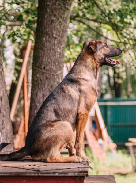Молодой, перспективный пёс Росс ищет достойную семью в Москве фото 7