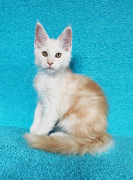 Котики мей-кун из питомника в Владимире фото 5