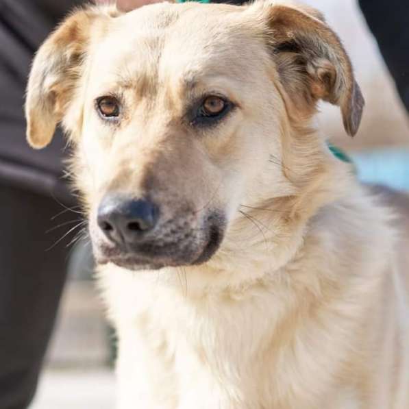 Чудесная Бьянка ищет семью в Москве фото 9