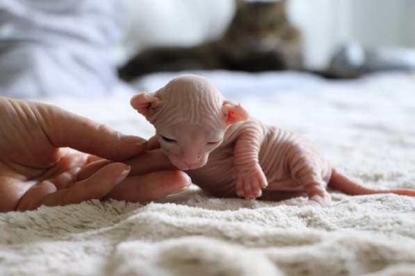 Продается инопланетянин - мальчик породы Эльф в Москве