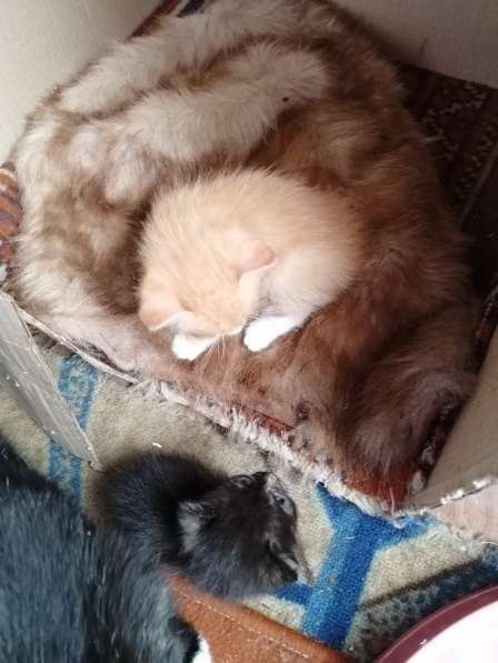 Котёнок в Красноярске фото 5