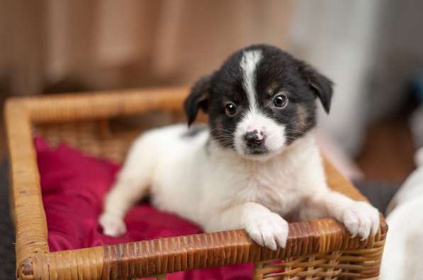 Красавцы щенки мальчики в добрые руки! в Москве фото 15