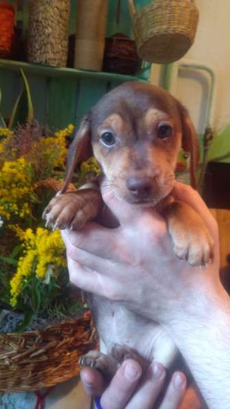 Щенки таксы миниатюрной в Твери фото 13