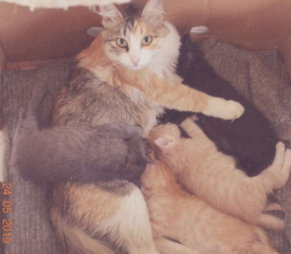 Пушистое чудо в Тамбове фото 8