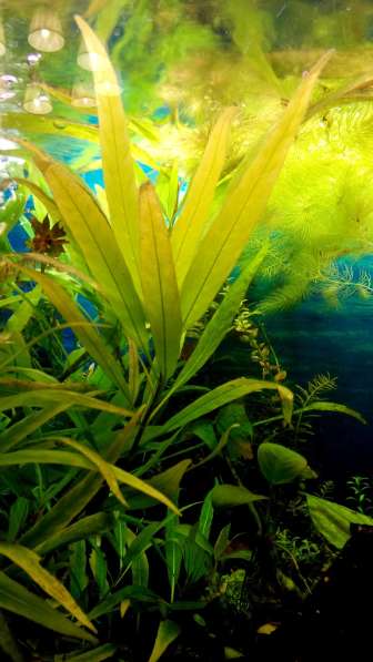 Растения для аквариума в Подольске фото 4